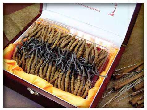 青河冬虫夏草回收